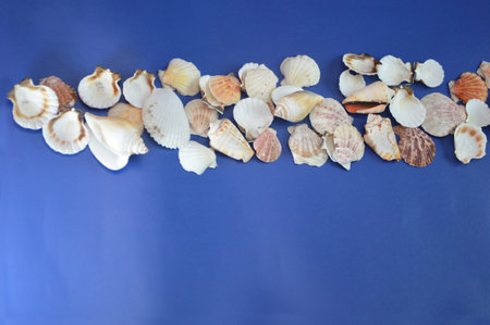Seashells lying in a row on a blue background. Banner for advertising vacation, travel, postcard...