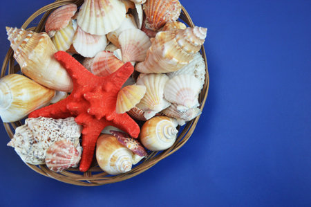 Colorful white shells, red starfish on a blue background. Summer concept of marine elements decorative composition.の写真素材
