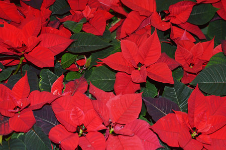 Red blooming poinsettia flowers, Christmas star. Natural background.の写真素材