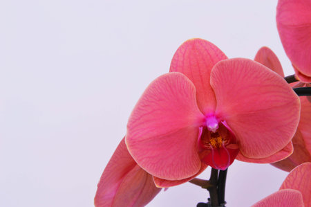Branch with flowers of bright pink phalaenopsis orchid on a white background. Decorative exotic plants.の写真素材