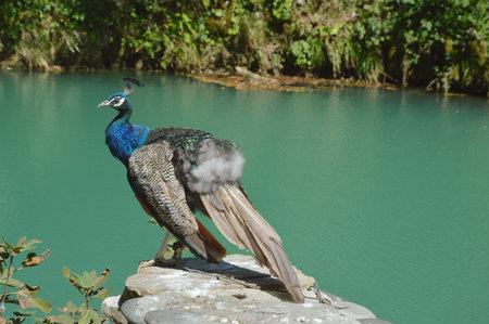 Peacock sitting on a stone against the backdrop of a blue lake.の写真素材