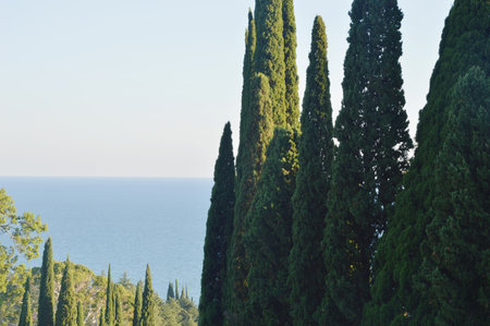 Green cypress trees reach their peaks towards the blue sky on a sunny day. Vivid natural landscape.の写真素材