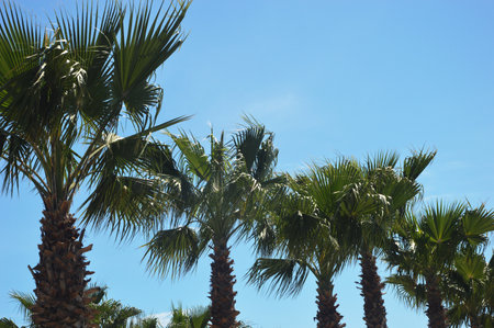 Green palm leaves against blue sky. Tropical trees.の写真素材