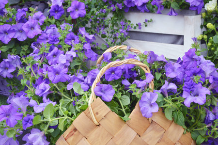 Purple petunias in a white stand. Decorative decoration for a veranda, cafe, city street, or park.の写真素材