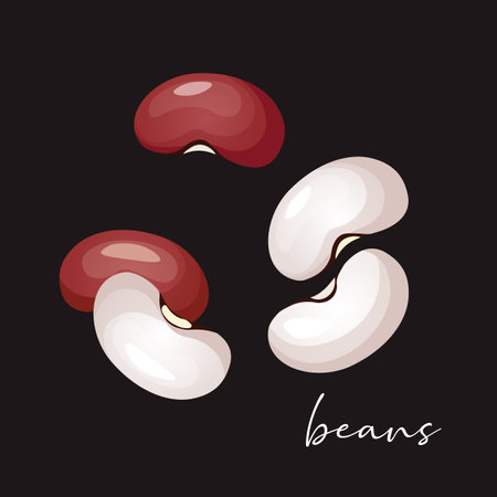 Vector illustration of red kidney beans.のイラスト素材