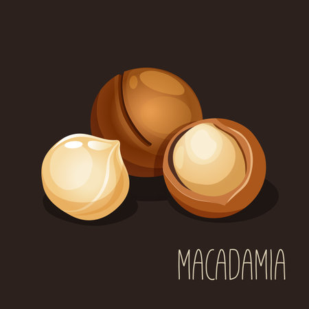 Vector illustration with macadamia nut.のイラスト素材