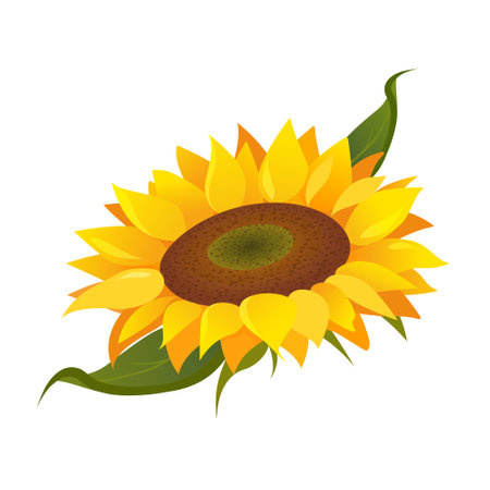 Sunflower illustration isolated on white backgroundのイラスト素材