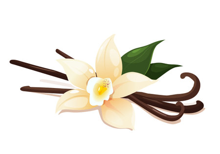 Vanilla flower with dried pods and leaves isolated on a white backgroundのイラスト素材