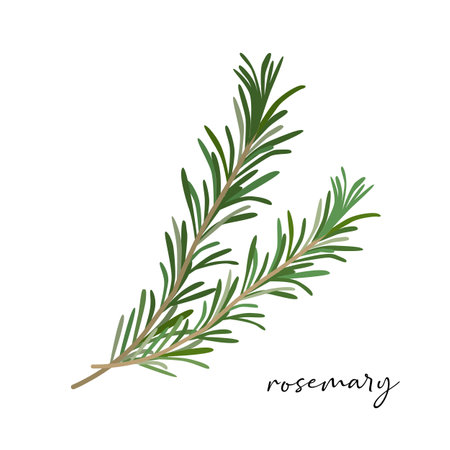 Vector organic rosemary isolated on white background.のイラスト素材