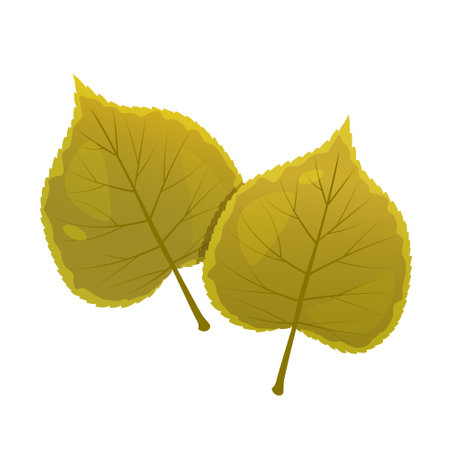 Vector cartoon linden leaves isolated on white background.のイラスト素材