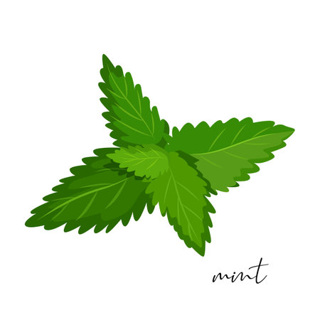Vector organic mint leaves isolated on white background.のイラスト素材