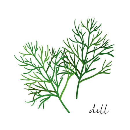 Vector organic dill plant isolated on white background.のイラスト素材