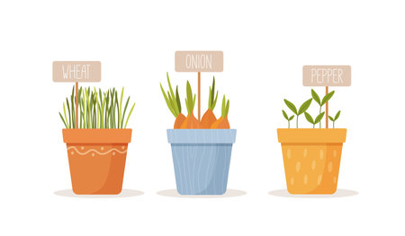 Sprouted grains of wheat, onion, and pepper in colorful pots isolated on white background. Healthy nutrition ingredientsのイラスト素材