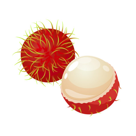 Tropical whole and half rambutan fruit isolated on a white background.のイラスト素材