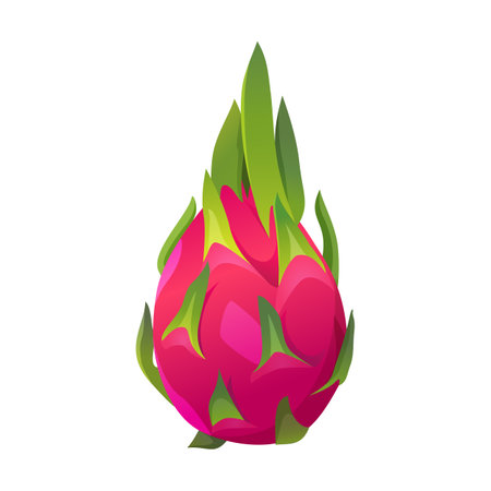 Vector whole fresh dragon fruit pitaya isolated on white backgroundのイラスト素材