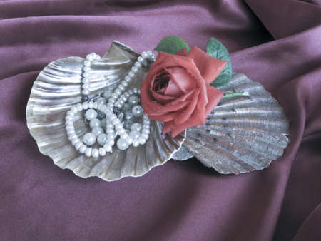 Seashell with roseの写真素材