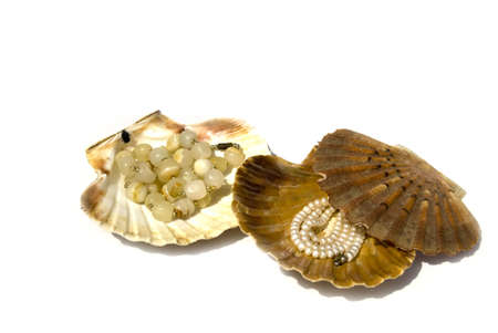 Jewelry in  the seashell isolated on  whiteの写真素材