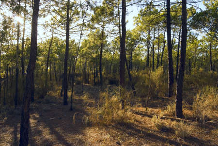 Sunset in a pine forest in Algarve, Portugal