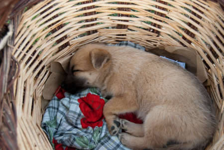 The Puppy  is sleeping in the basketの写真素材