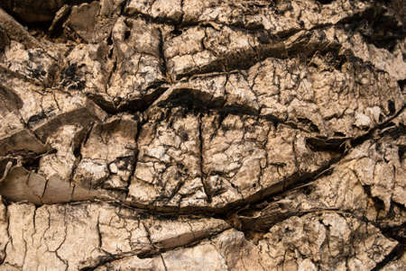 The Abstract wood textured  for a backgroundの写真素材