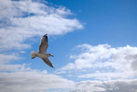 A seagull  in flight over water about to landの写真素材