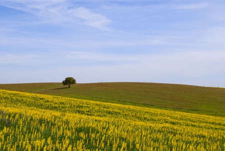 Summer landscapeの写真素材