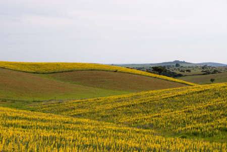 Summer landscapeの写真素材