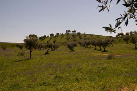 Landscape with olivas treesの写真素材