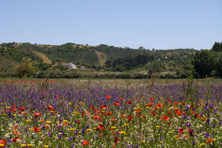 Landscape with farmhouse and meadowの写真素材