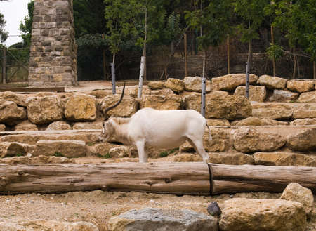 The mountain goat in ZOOの写真素材