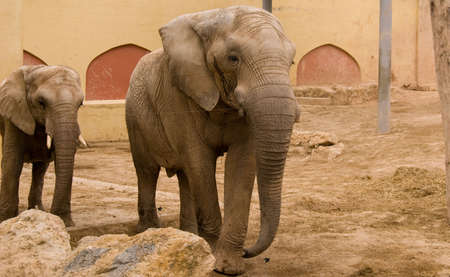 Family of elephants in zoo