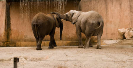Family of elephants in zoo