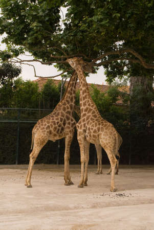 Giraffes  eat leaves in zooの写真素材