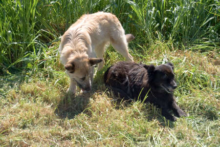 White and black  dogs play on  the farm
