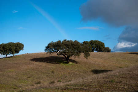 Rainbow on the moody sky with treeの写真素材