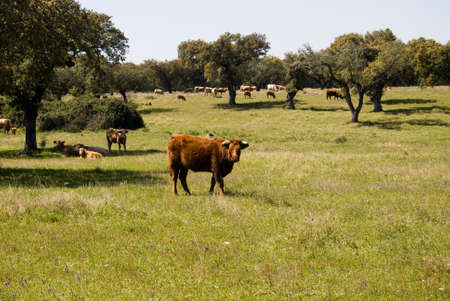 Herd of colorful angus cows grazing on a pasture in summerの写真素材