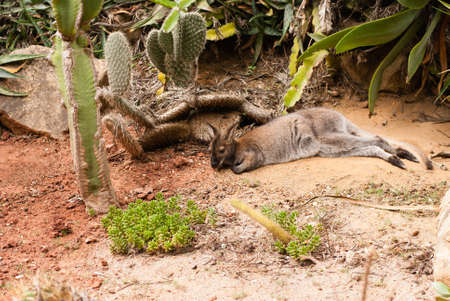 The small kangaroo is in Lagos, Portugalの写真素材