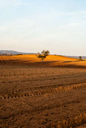 landscape in Alentejo with trees and brown fieldの写真素材