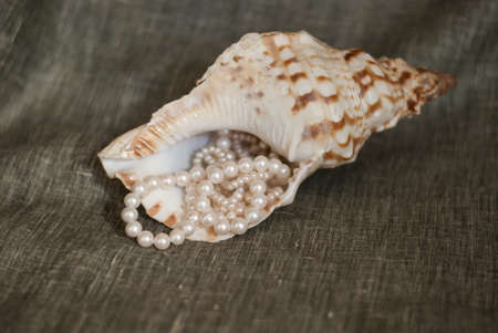 Pearl with white seashell on greenの写真素材