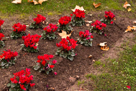 View of Lisbon street in autumn, Portugalの写真素材