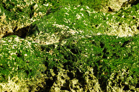 Blue water background with stones and green grass on the shore. sea, river, lake or ocean surface...
