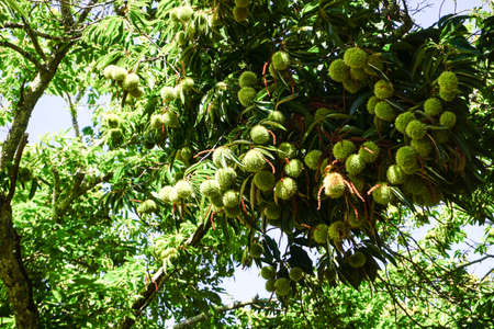 Sweet chestnuts growing on a tree