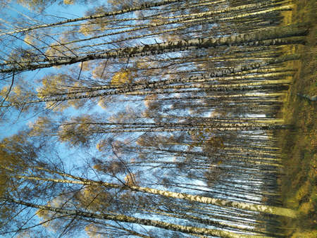 A beautiful landscape in an autumn birch grove. Birch in the sunlight. autumn forest. trees. plants