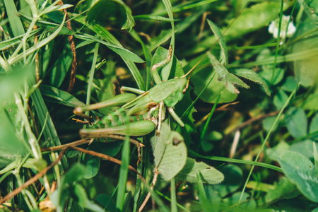 A close up of the grasshopper on grassの写真素材