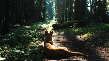 Dog lies and rests on a path in the woods in the summer under the suns raysの写真素材