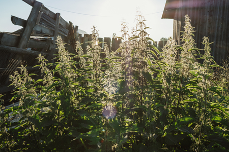Nettles in the background of the suns raysの写真素材