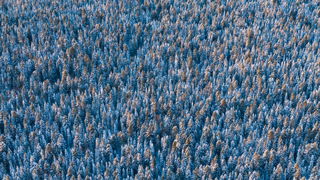 Aerial flyover frozen snowy spruce forest