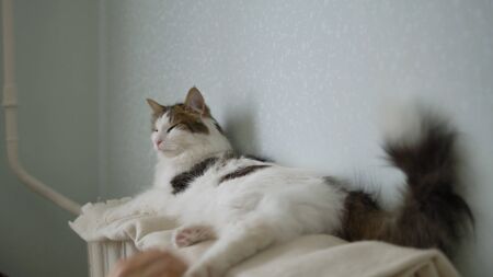 girl stroking a white fluffy sleepy cat sitting at home on a battery on a white plaid, cute petの写真素材