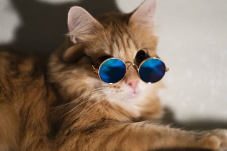 Portrait of a funny red cat in sunglasses looks at the camera, hints that summer has started and its time to go on vacationの写真素材
