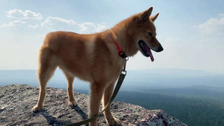 red haired karelian laika dog with collar stands on steeply cliff against blue sky with white clouds in summer close low angle shotの写真素材